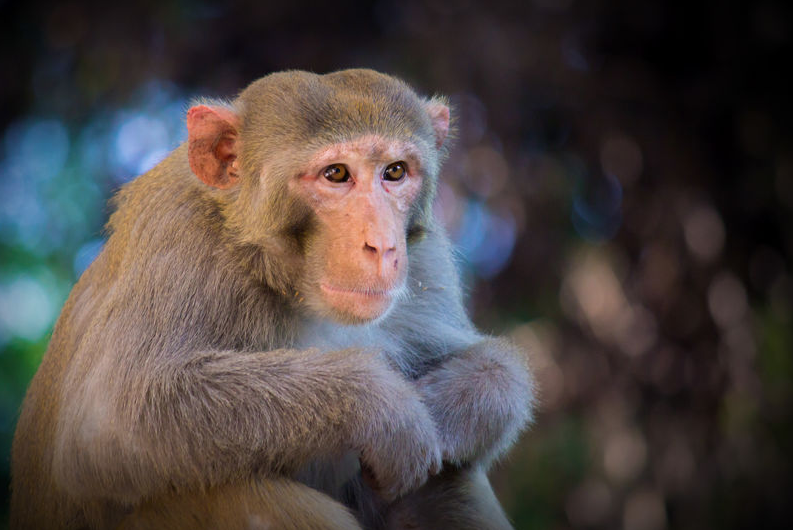 <b>Macaca mulatta</b>