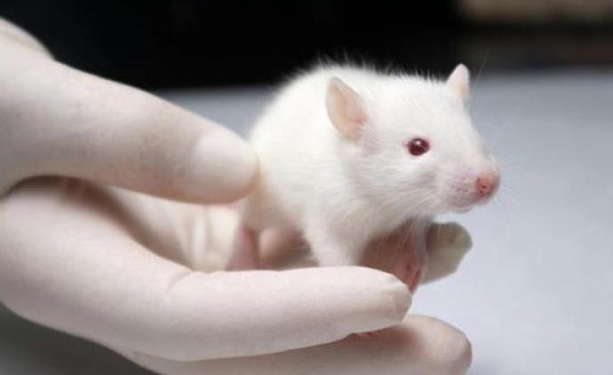 <b>药物毒理学实验动物</b>