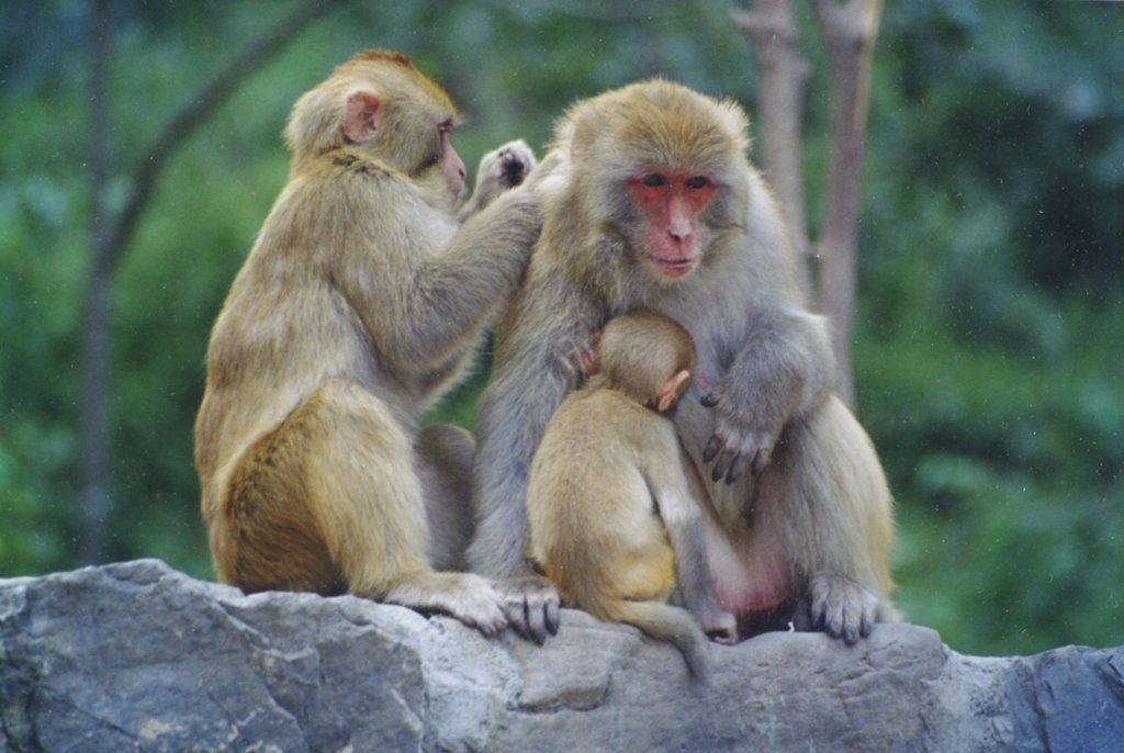 <b>药理学动物实验</b>