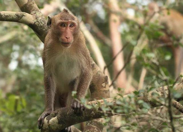 <b>MACACA FASCICULARIS</b>